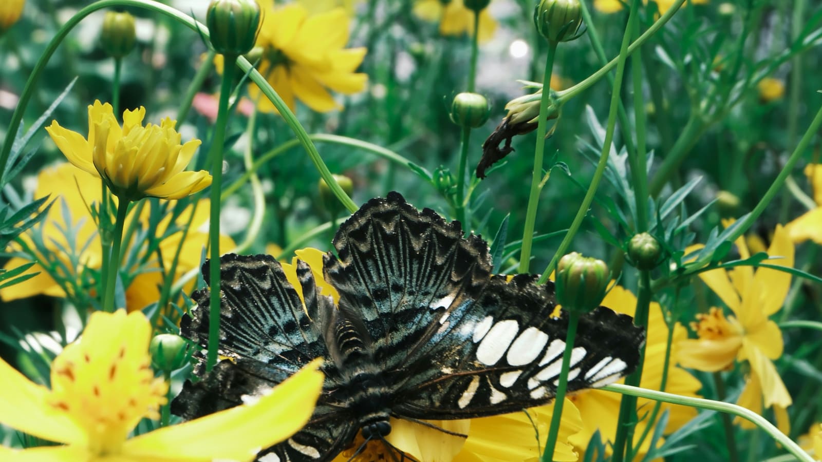 A yellow sulphur butterfly resting on a bloom