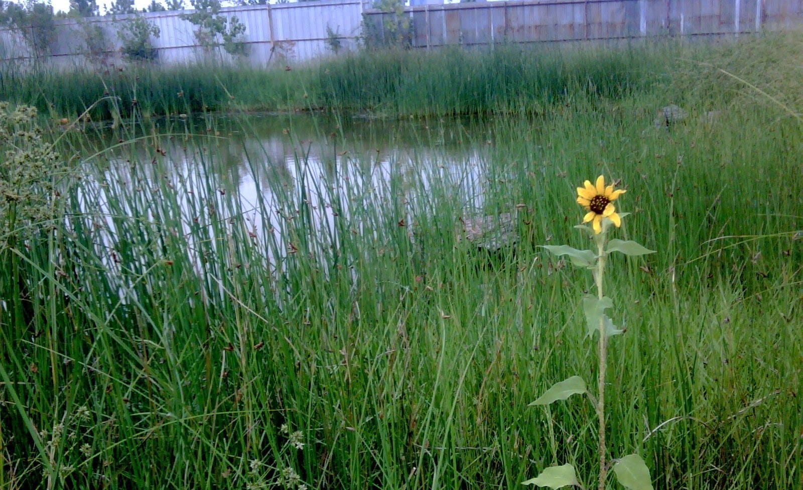 A constructed stormwater wetland in 2009, tall rushes around open water and a single wild sunflower
