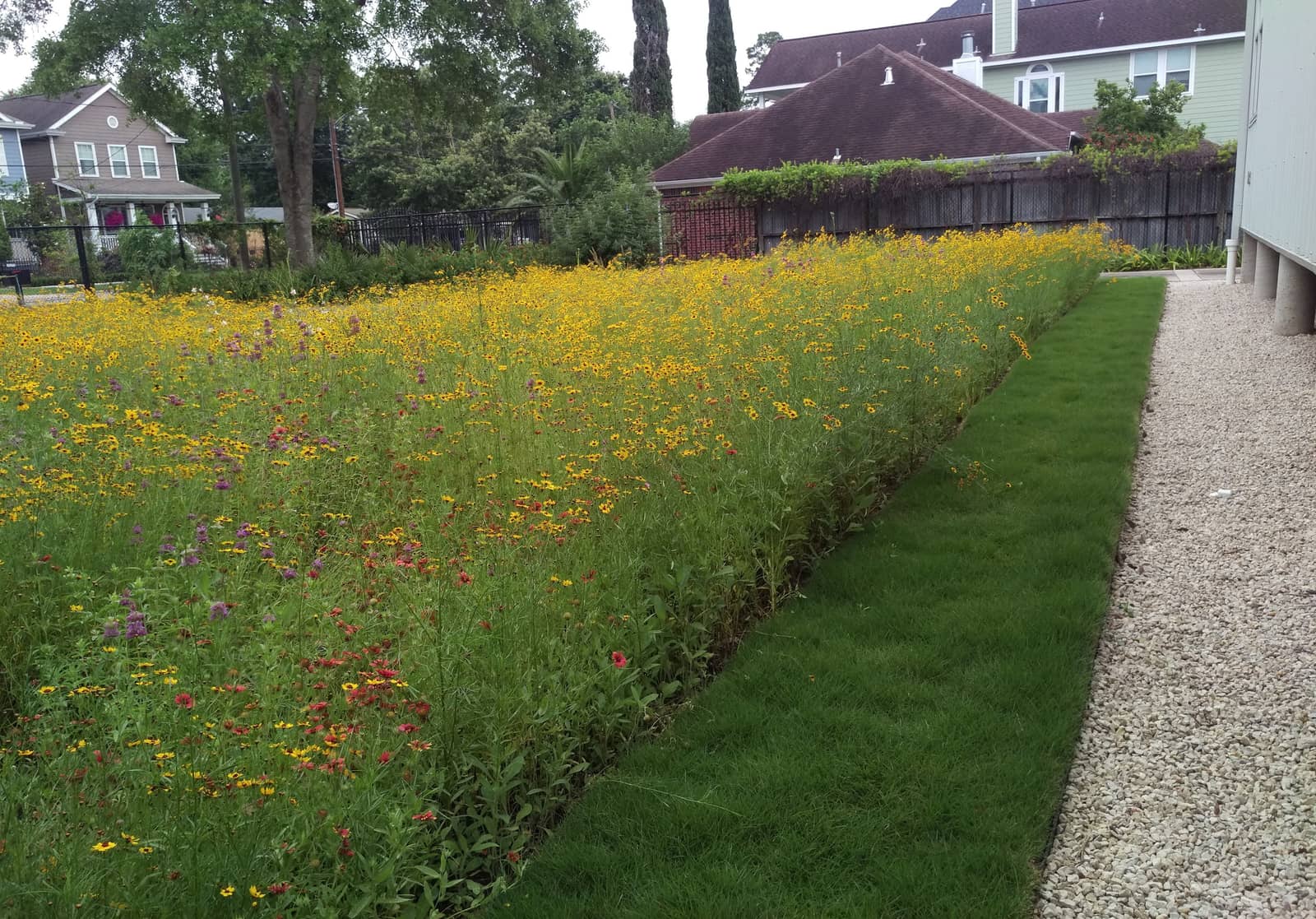 A strip of mixed wildflowers running between mown lawn paths in a small yard
