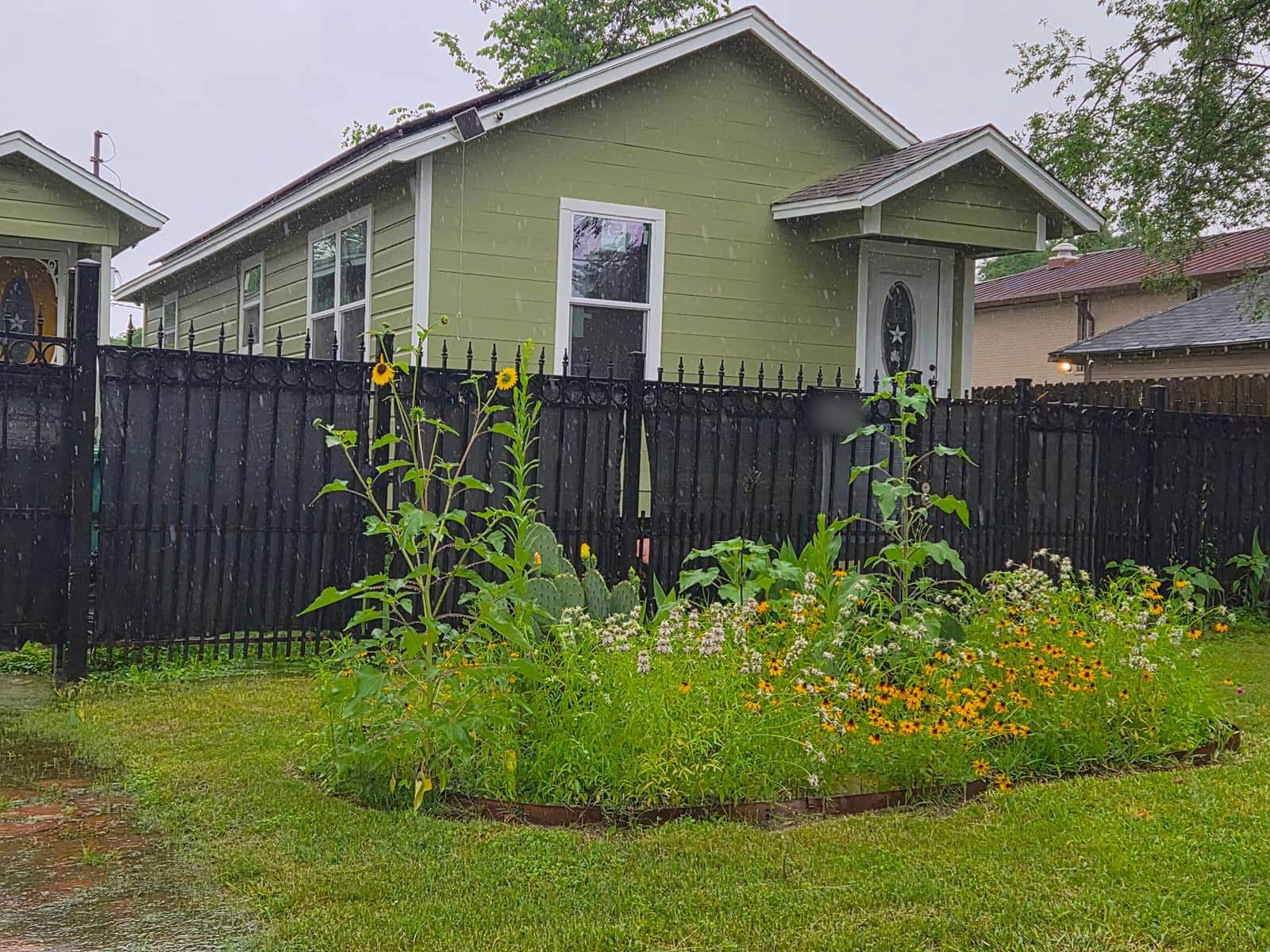 A round steel edged bed in full bloom in a rainy front lawn, sunflowers, bee balm and rudbeckia, green bungalow behind a black fence
