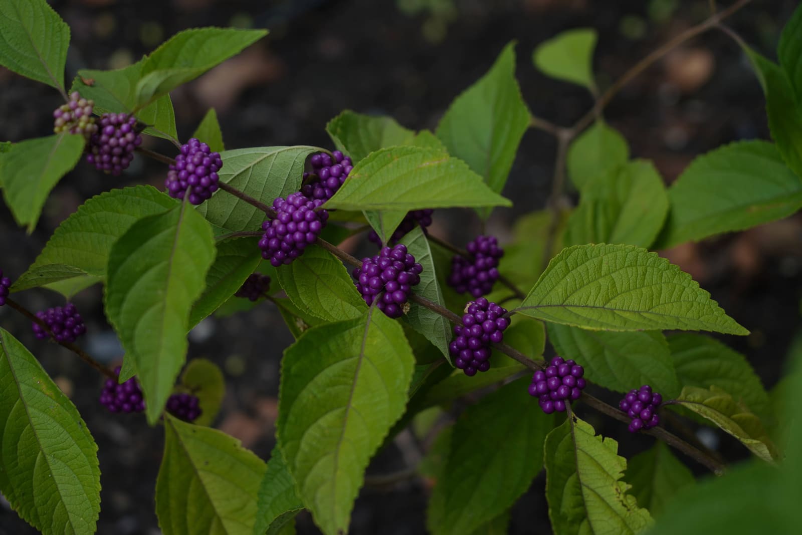 American beautyberry, Callicarpa americana, as a cyanotype