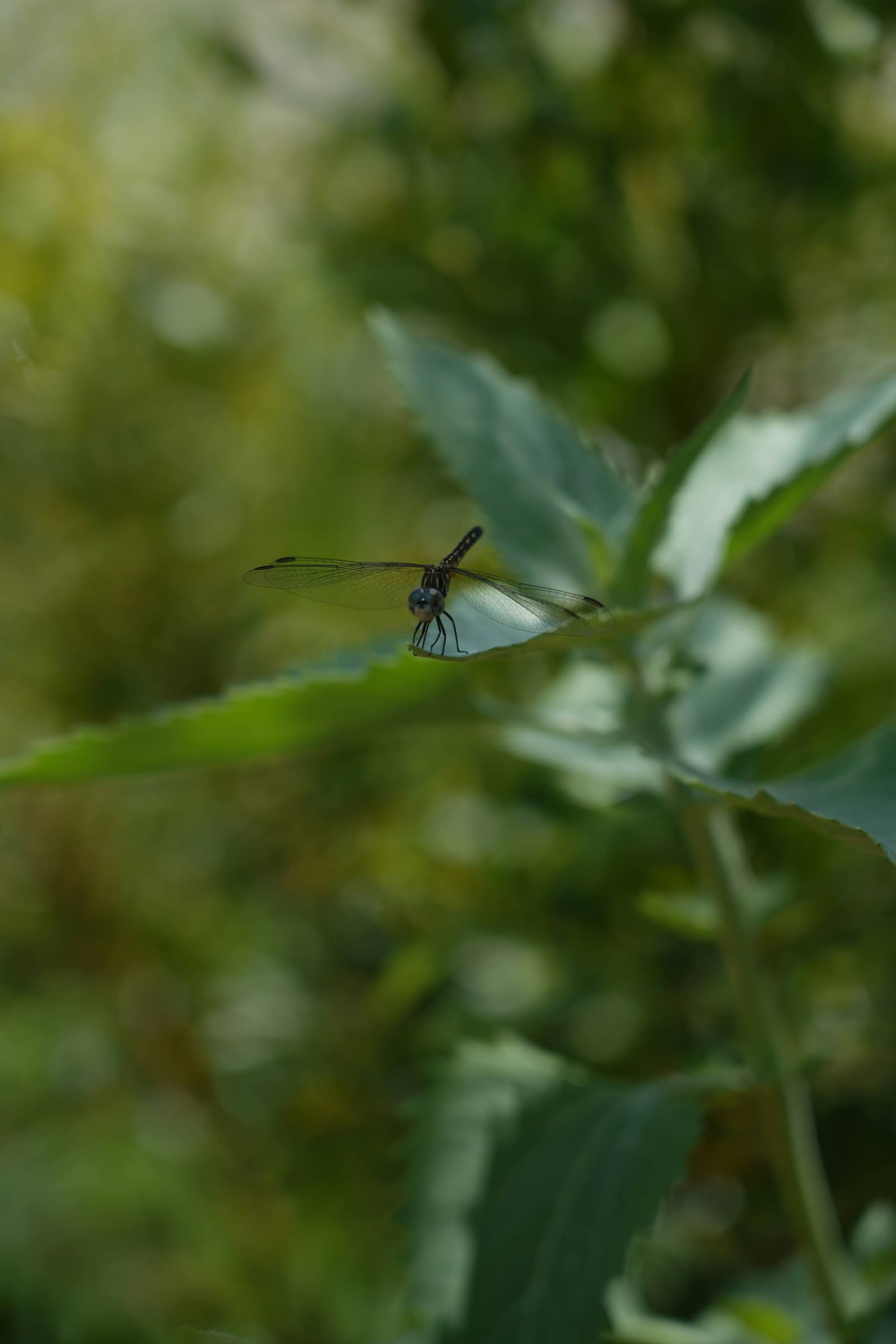 Dragonfly, Anisoptera, as a cyanotype