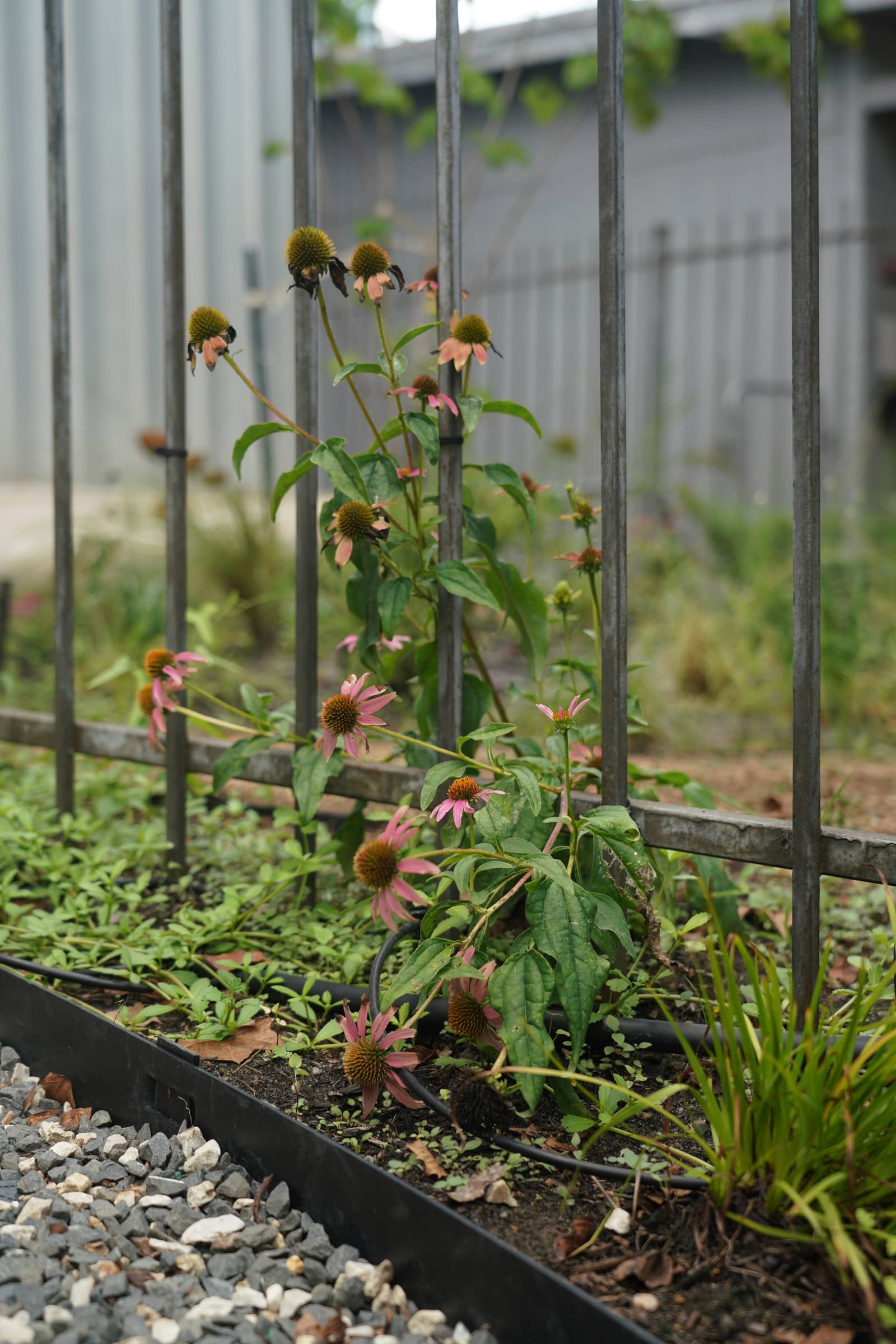 Purple coneflower, Echinacea purpurea, as a cyanotype