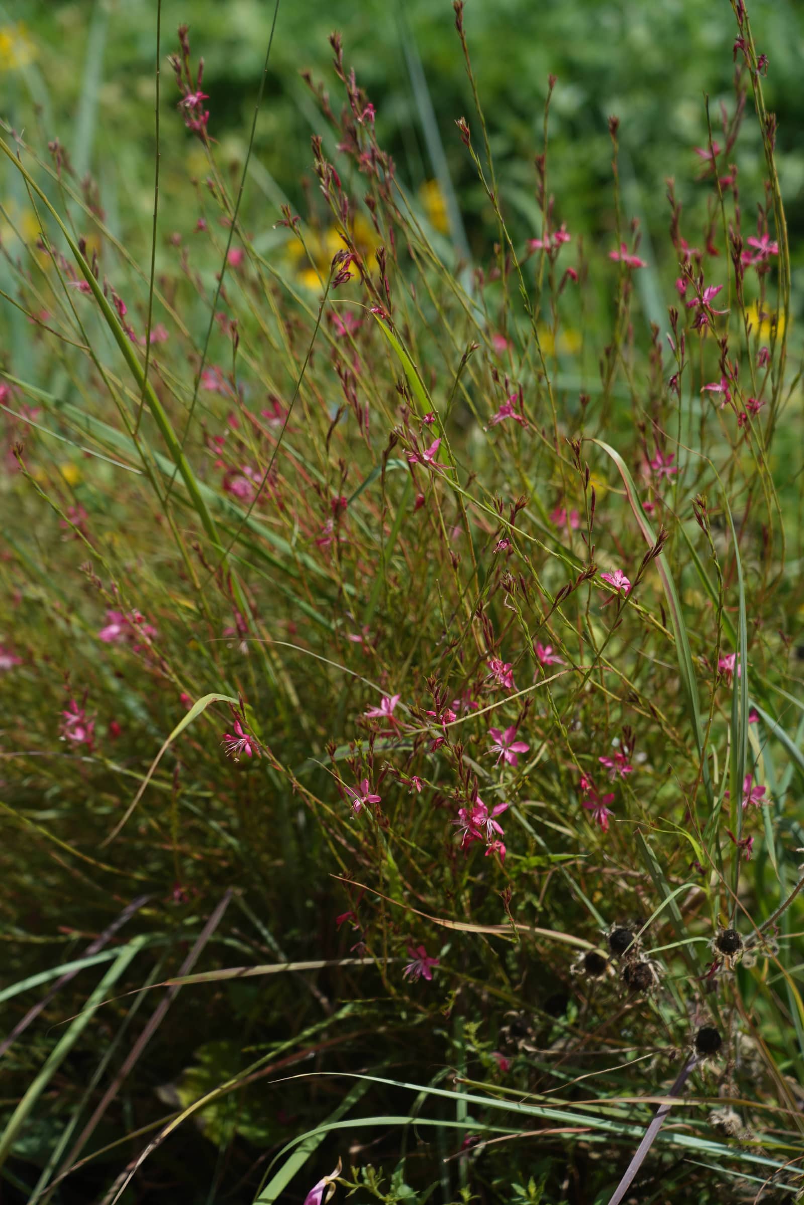 Gaura, Oenothera lindheimeri, as a cyanotype