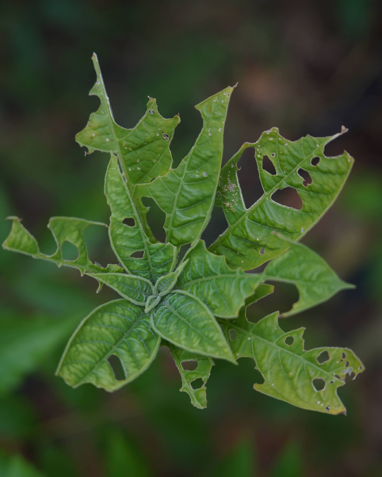 The honest leaf, A leaf that fed something, as a cyanotype