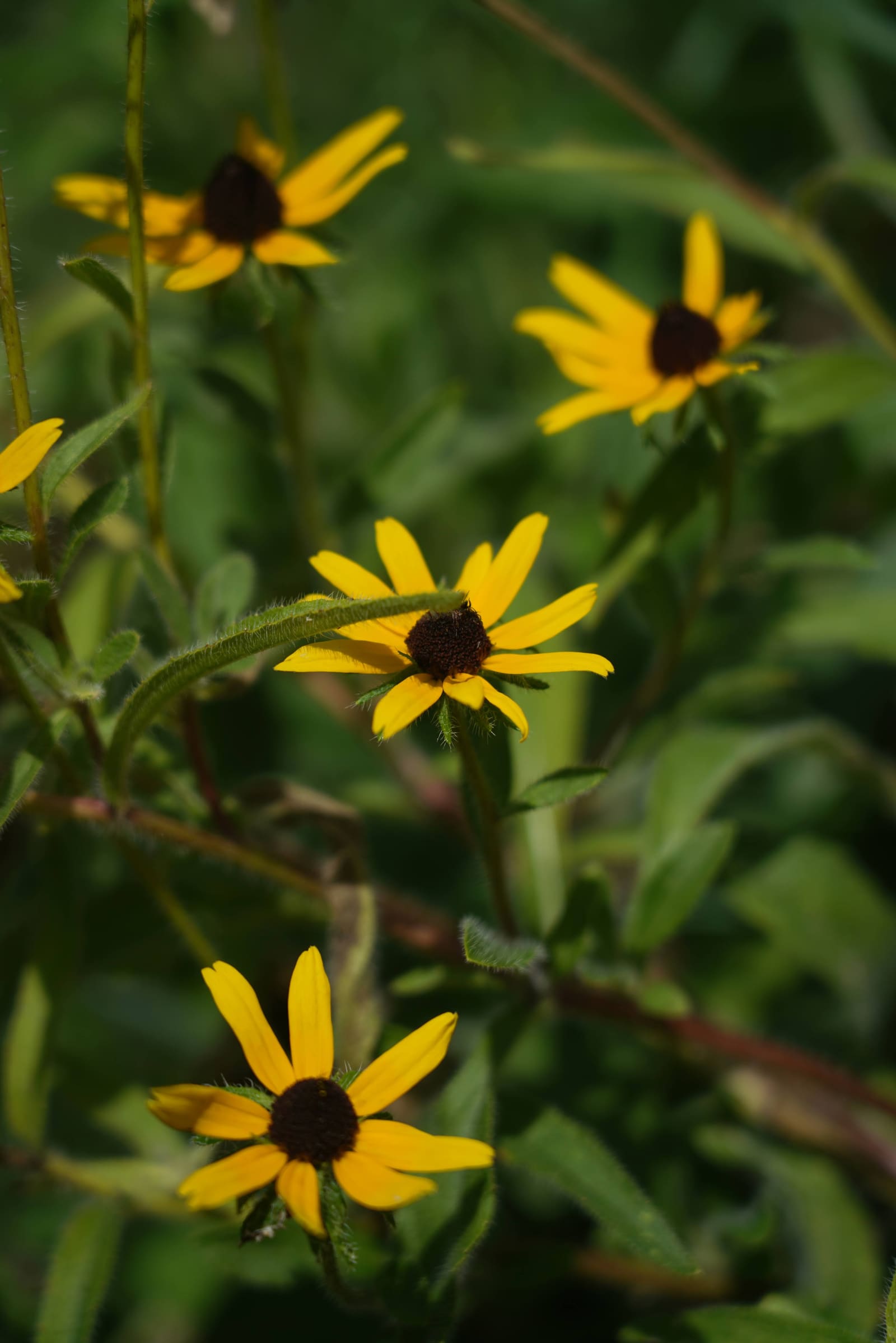 Black-eyed Susan, Rudbeckia hirta, as a cyanotype