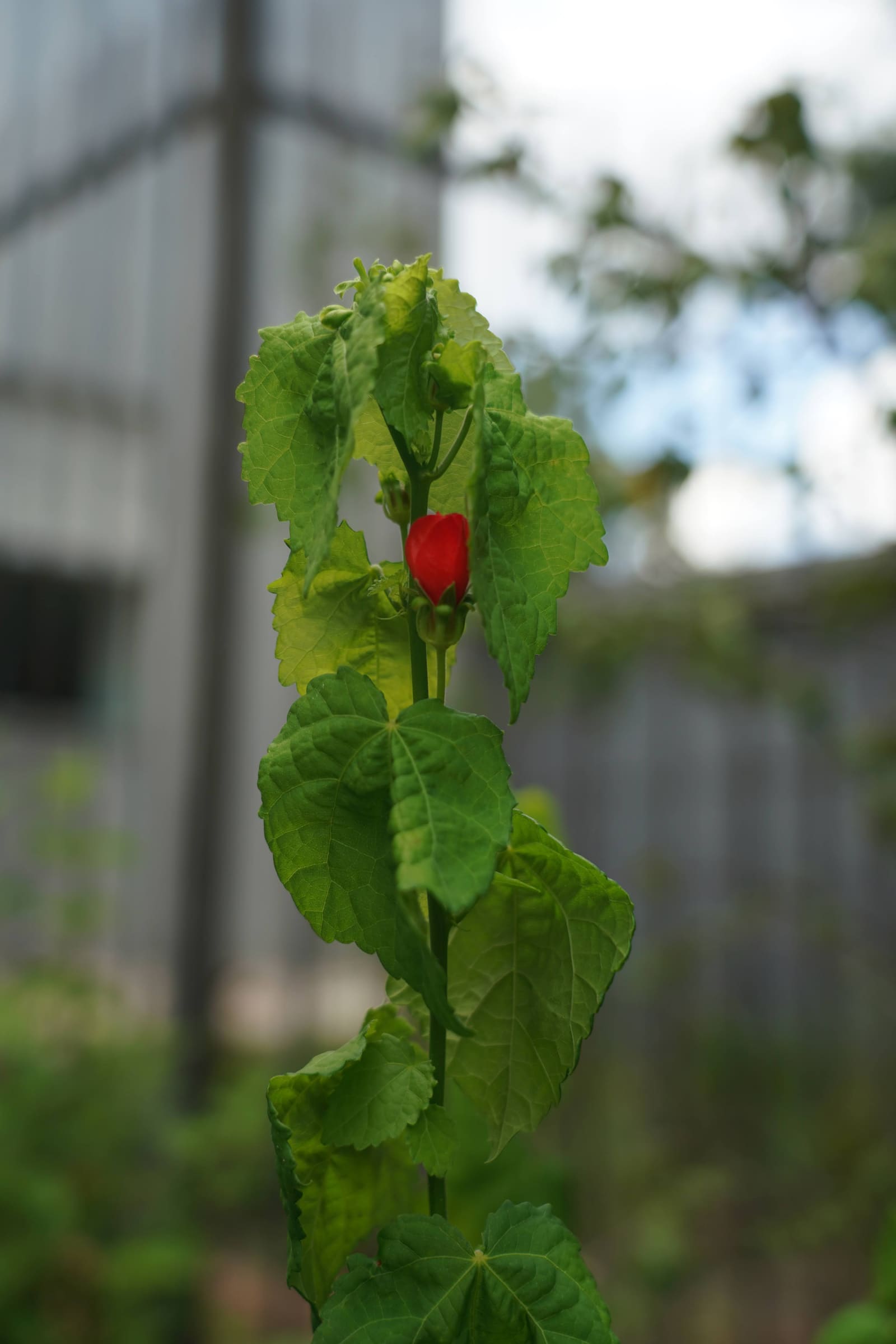 Turk's cap, Malvaviscus arboreus var. drummondii, as a cyanotype