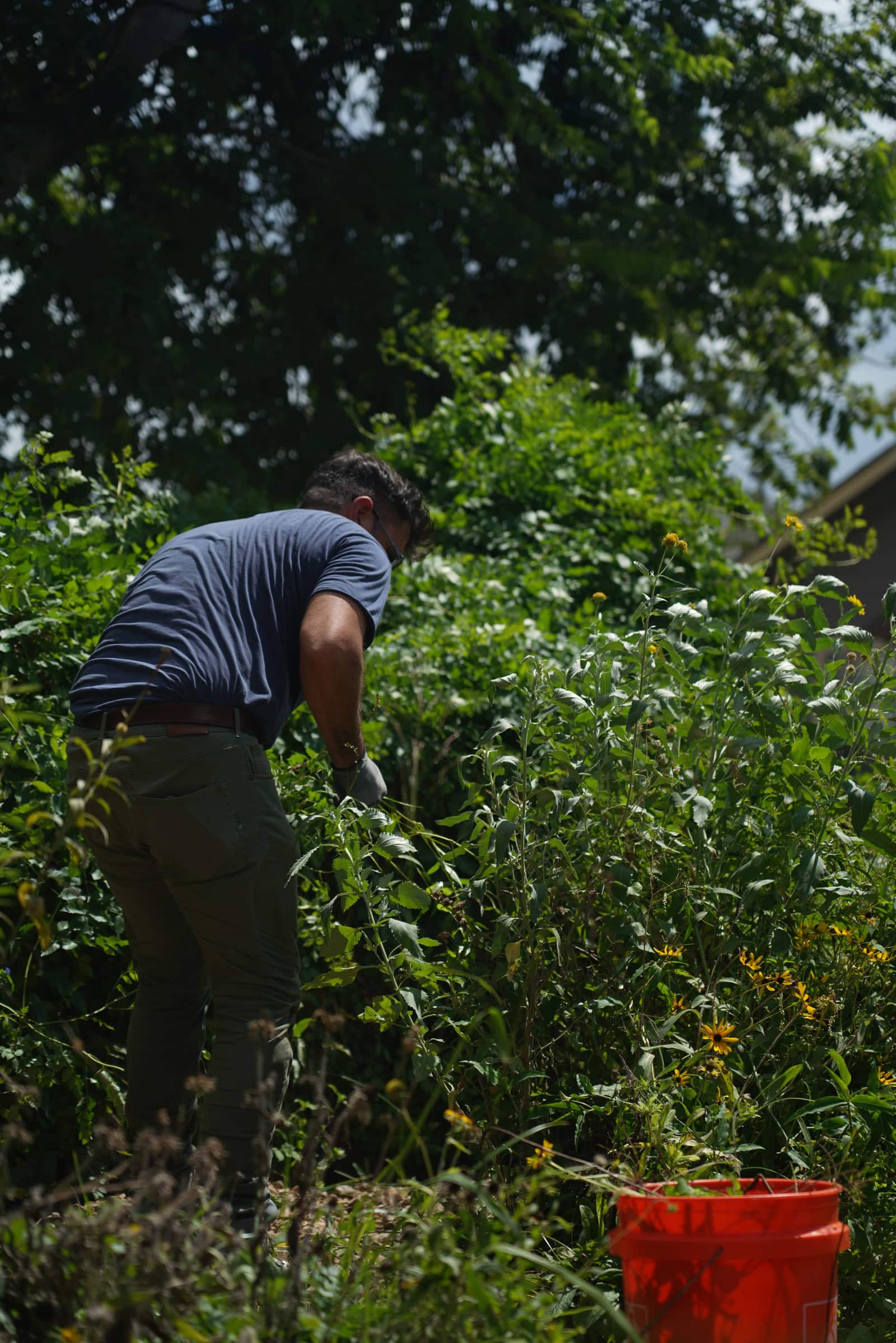 A neighbor working shoulder deep in a dense summer garden