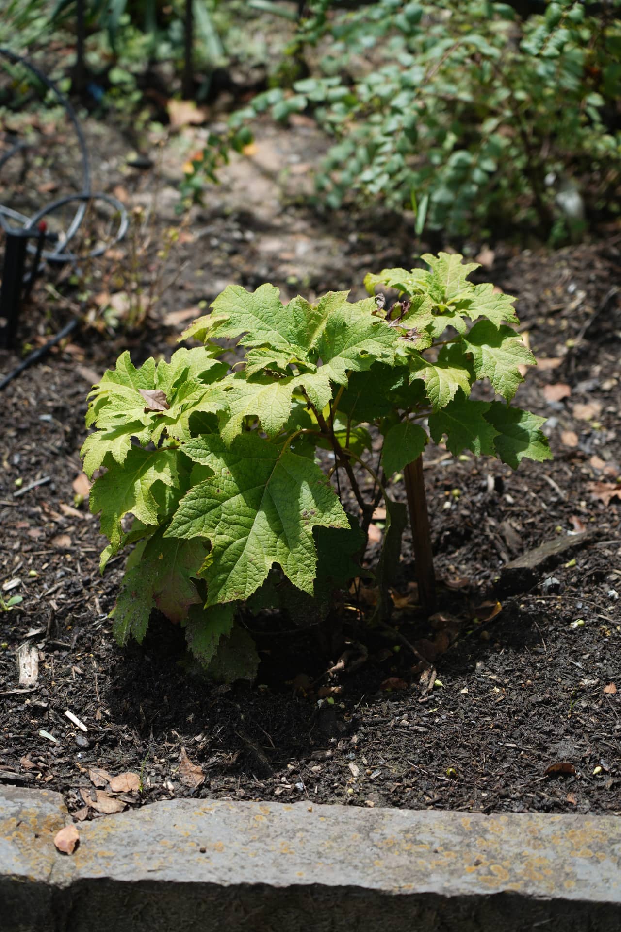 A young oakleaf hydrangea in fresh dark soil with a stone edge and drip line